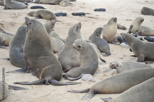 Seals at Cape Cross