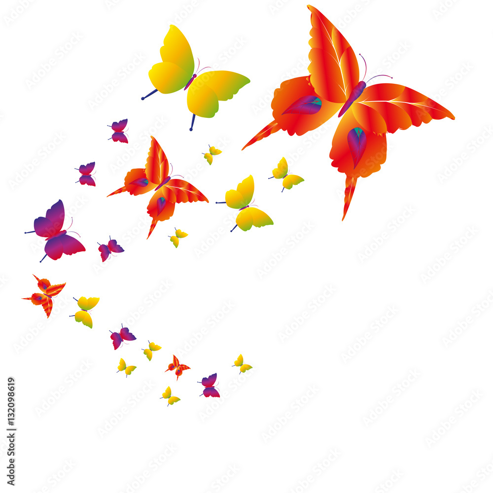 butterfly butterfly