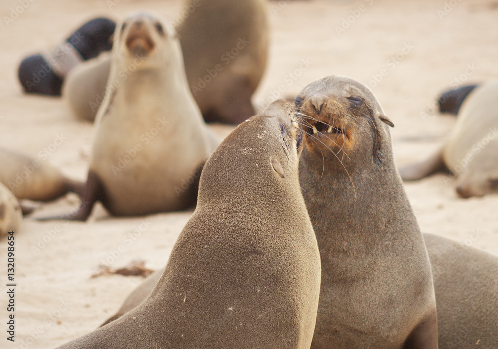 Fototapeta premium Seals at Cape Cross
