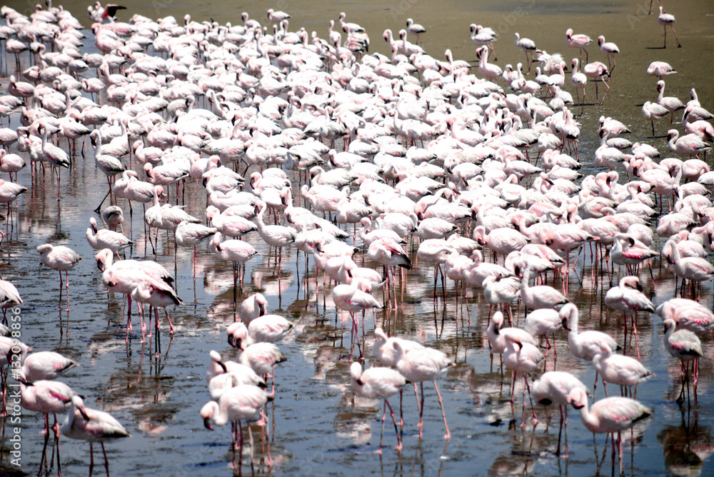 Fototapeta premium Flamingoes