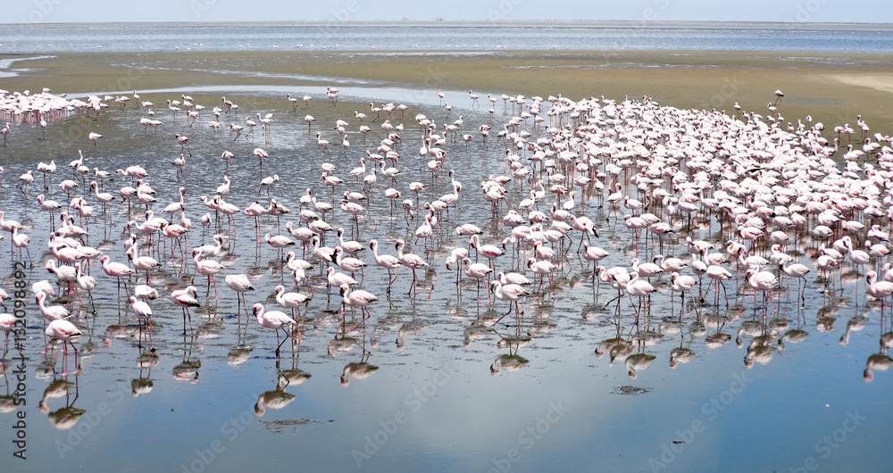 Fototapeta premium Flamingoes