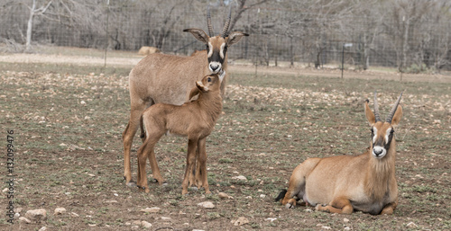 Roan Antelope and her calf