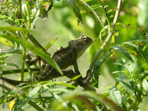 Green lizard on the green bush © Yevgeniy