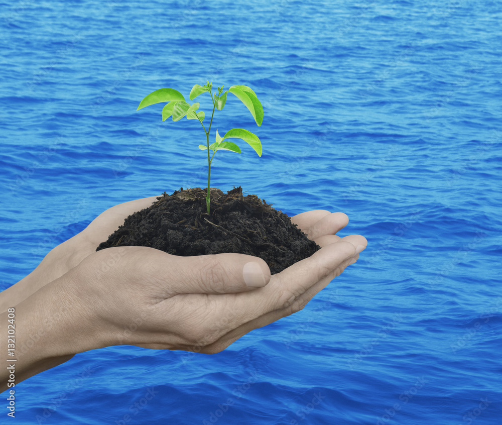 Hands holding a fresh small plant with soil over blue sea background, Ecology concept Hands holding a fresh small plant with soil over blue sea background, Ecology concept