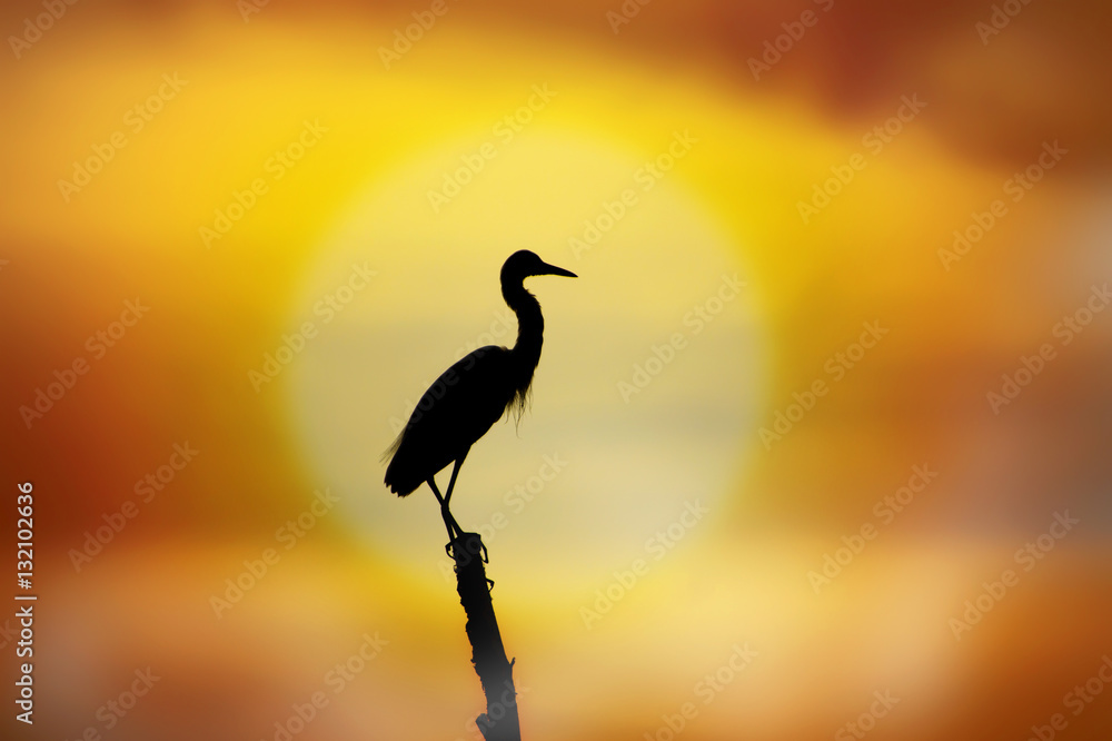 Silhouettes of Birds perch on a tree stump middle of the lake.