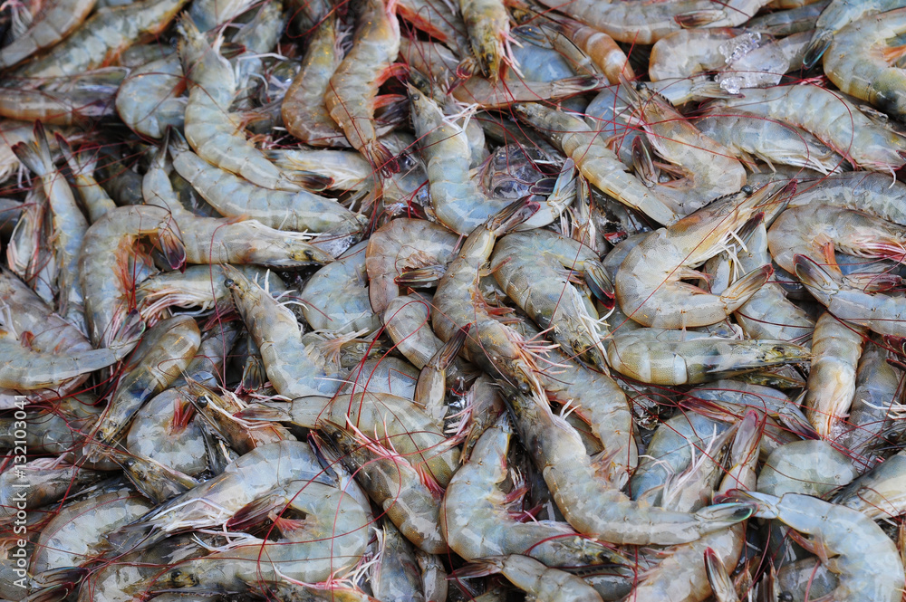 Fresh shrimp in morning market Fresh shrimp in morning market