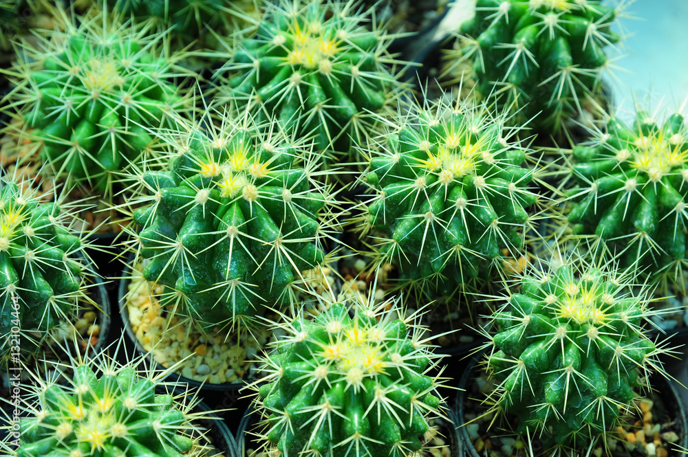 Cactus plant qrowing in flowerpot Cactus plant qrowing in flowerpot