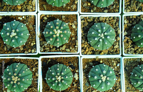 Cactus plant qrowing in flowerpot photo