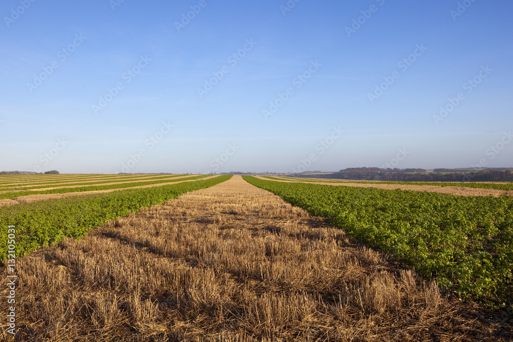 mustard and straw stubble