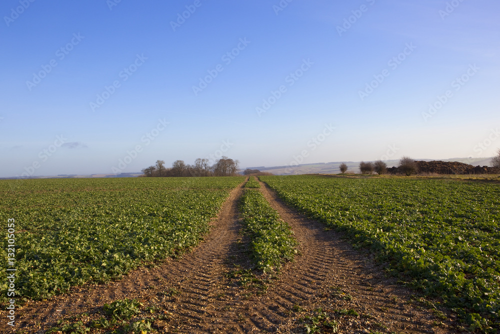 young rape seed crop in winter