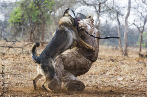 Anti poaching dog patrols having training session, Swaziland photo