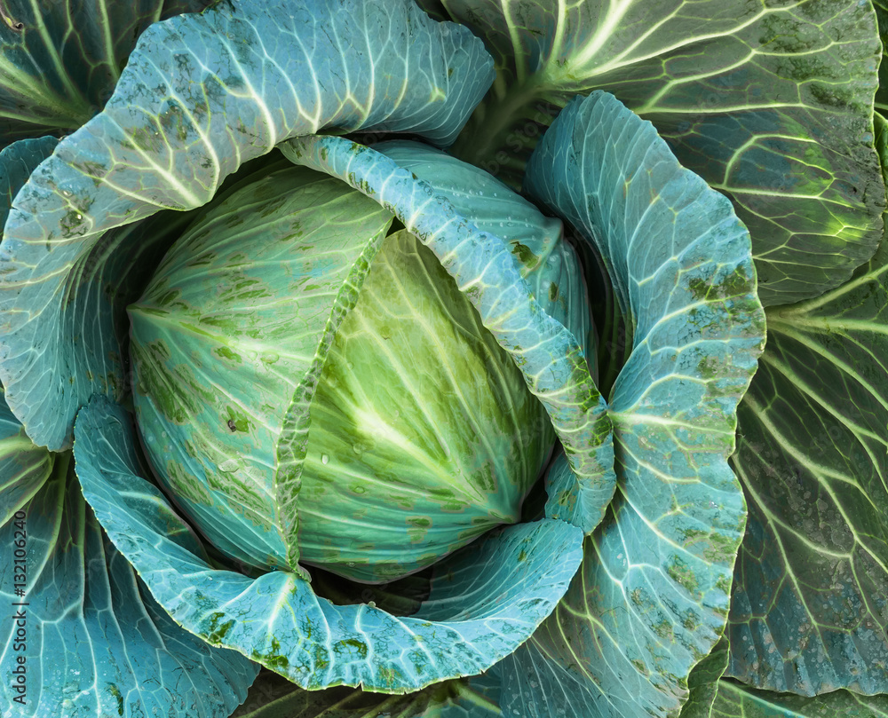 Obraz premium fresh cabbage