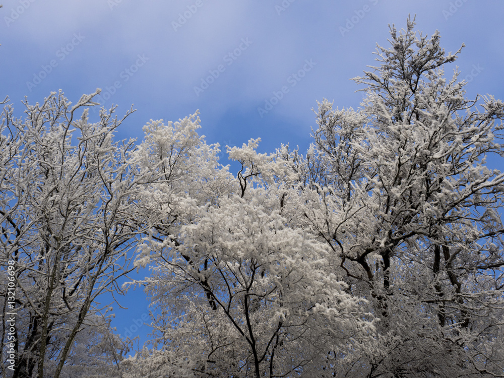 Bäume im Winter Bäume im Winter
