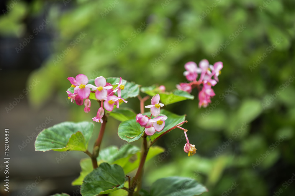 Pink Helianthemum Flower