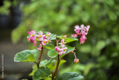 Pink Helianthemum Flower