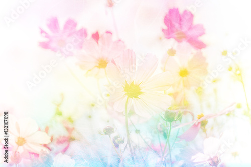Fototapeta Naklejka Na Ścianę i Meble -  Soft and blurred cosmos flower on pastel filter style concept