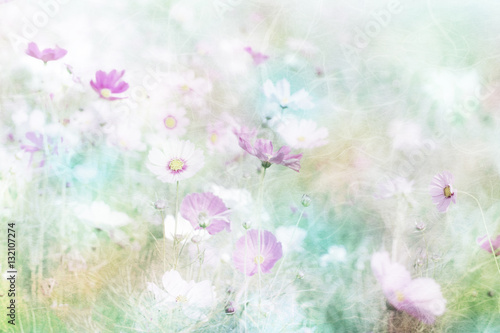 Fototapeta Naklejka Na Ścianę i Meble -  Cosmos flower on mulberry paper background,vintage-retro styl