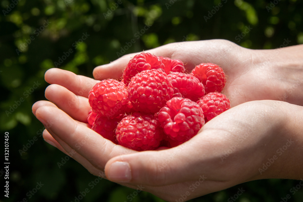 Rasberry Rasberry