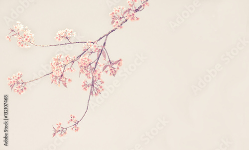Fototapeta Naklejka Na Ścianę i Meble -  Cherry blossom with copy space fot text