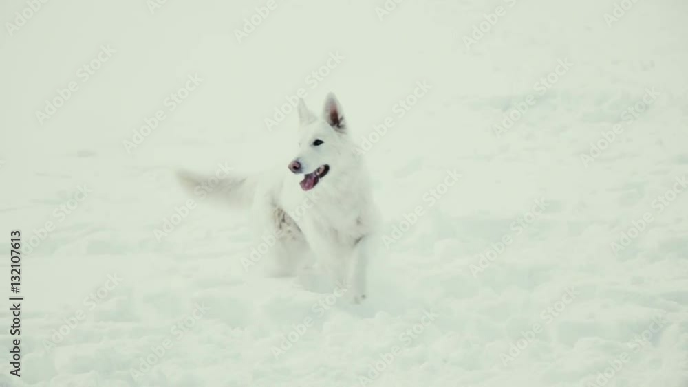 White Shepherd in the snow, slow motion White Shepherd in the snow, slow motion