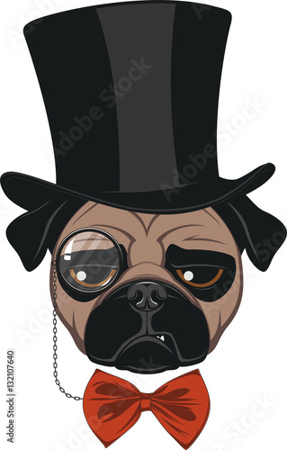 Funny pug in hat