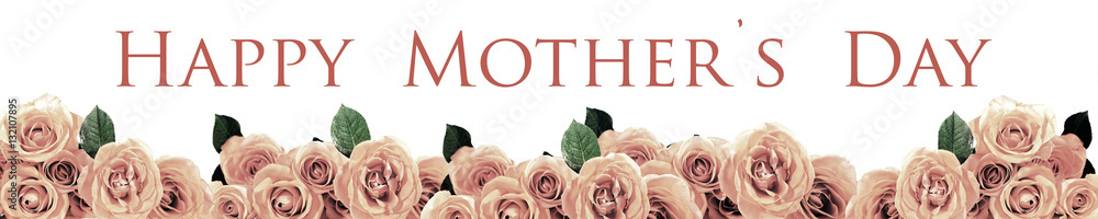 Fototapeta premium header mit rosa rosen