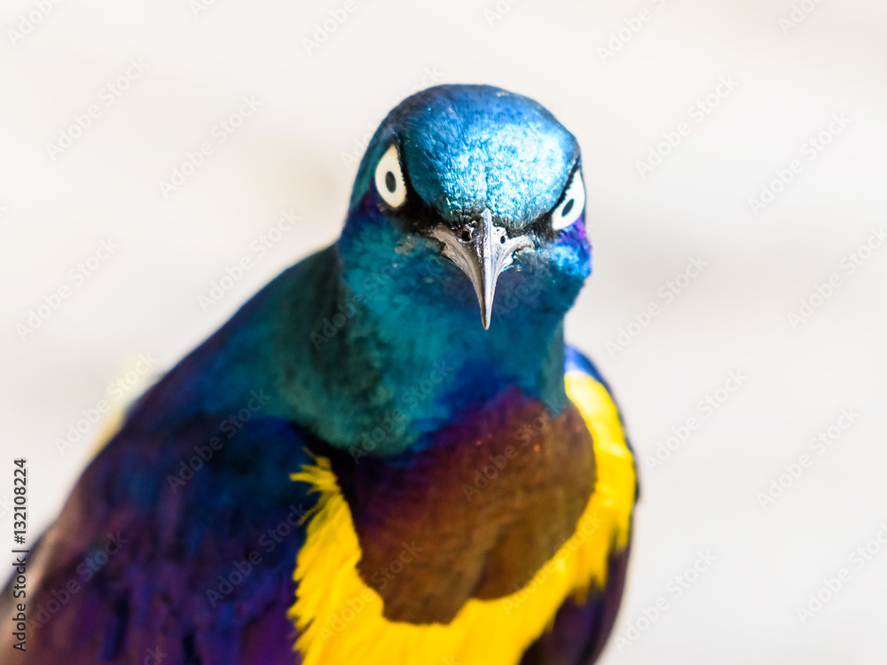 Fototapeta premium Golden Breasted Starling Bird Portrait