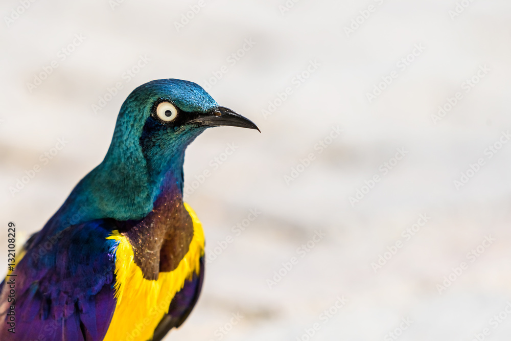 Golden Breasted Starling Bird Portrait Golden Breasted Starling Bird Portrait