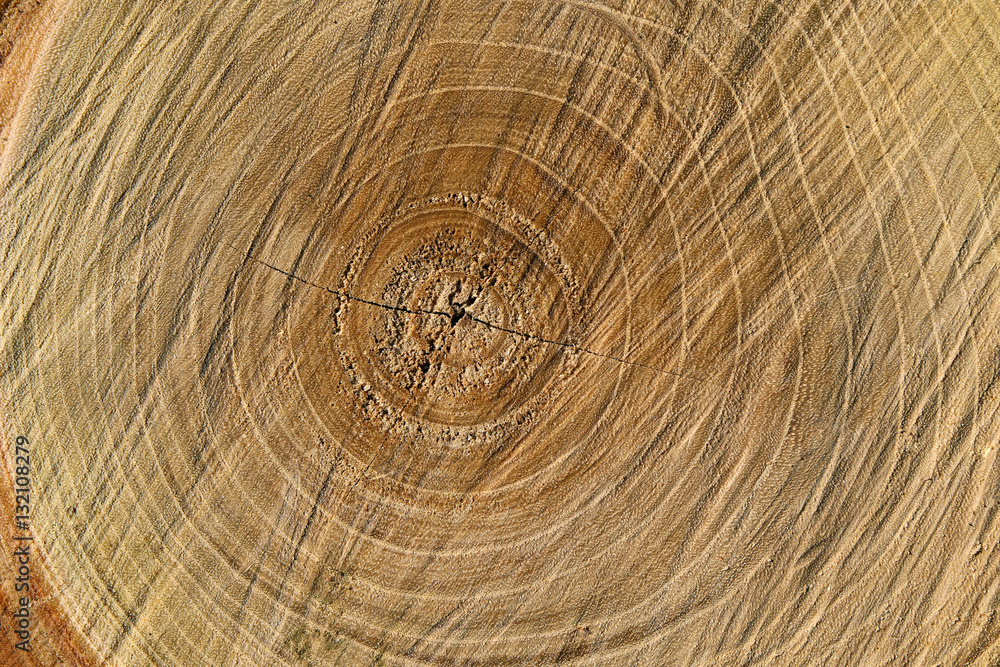 Naklejka premium Cross-section saw cut of a log of a pine. 