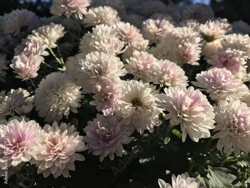 Blühende Chrysantheme Blume