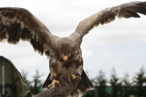 Fotografi Bird of prey with open wings in the hands of a falconer