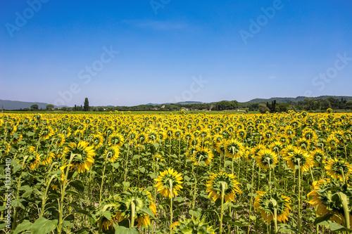 Sunflowers field, Provence, France © faber121