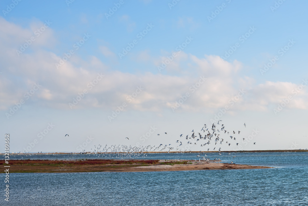Flock of birds takes off from seashore