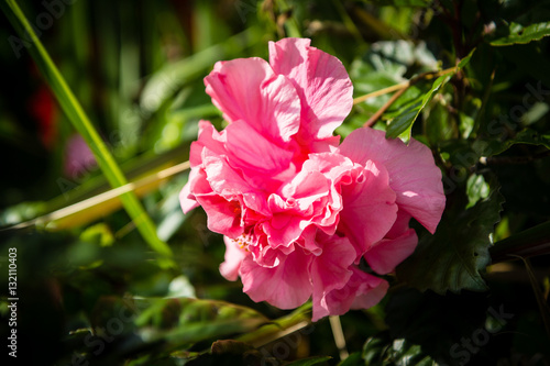 Thailand Flower