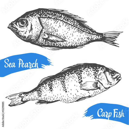 Hand drawn vector illustration with sea pearch and carp fish. Market. Seafood menu. Brush calligraphy elements for your  design. Handwritten ink lettering. photo