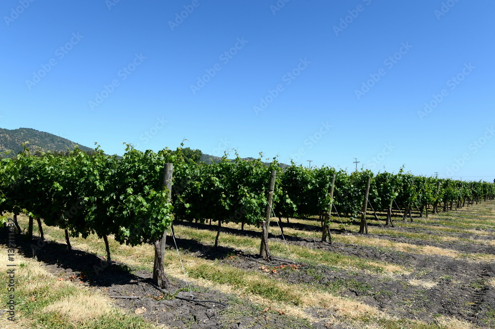 The vineyard of the winery Viu Manent.