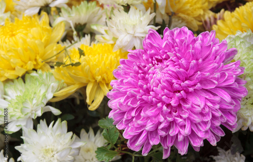 beautiful pink  yellow  and white chrysanthemum bouquet colorful