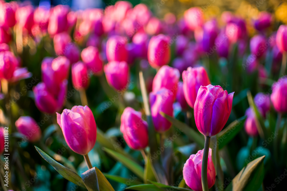 Tulips in the garden