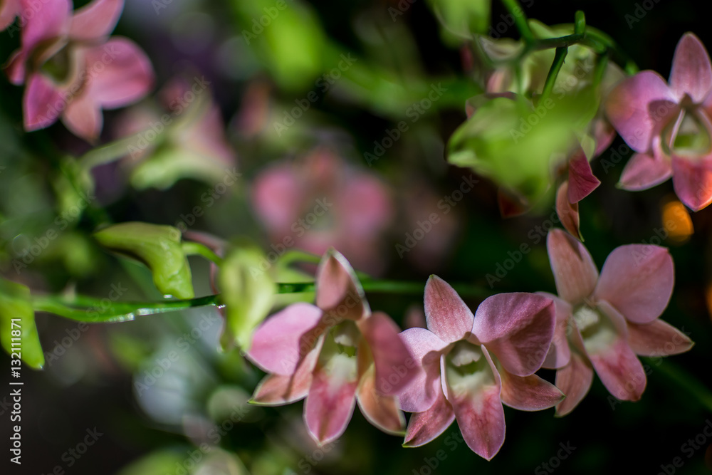 Orchids in the Garden Orchids in the Garden