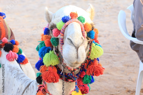camel, egypt, animals, market, holiday, culture, colorful