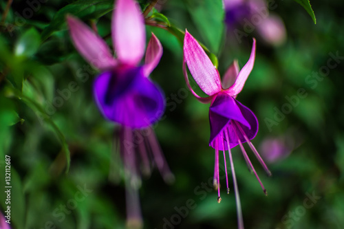 fuchsia in the garden