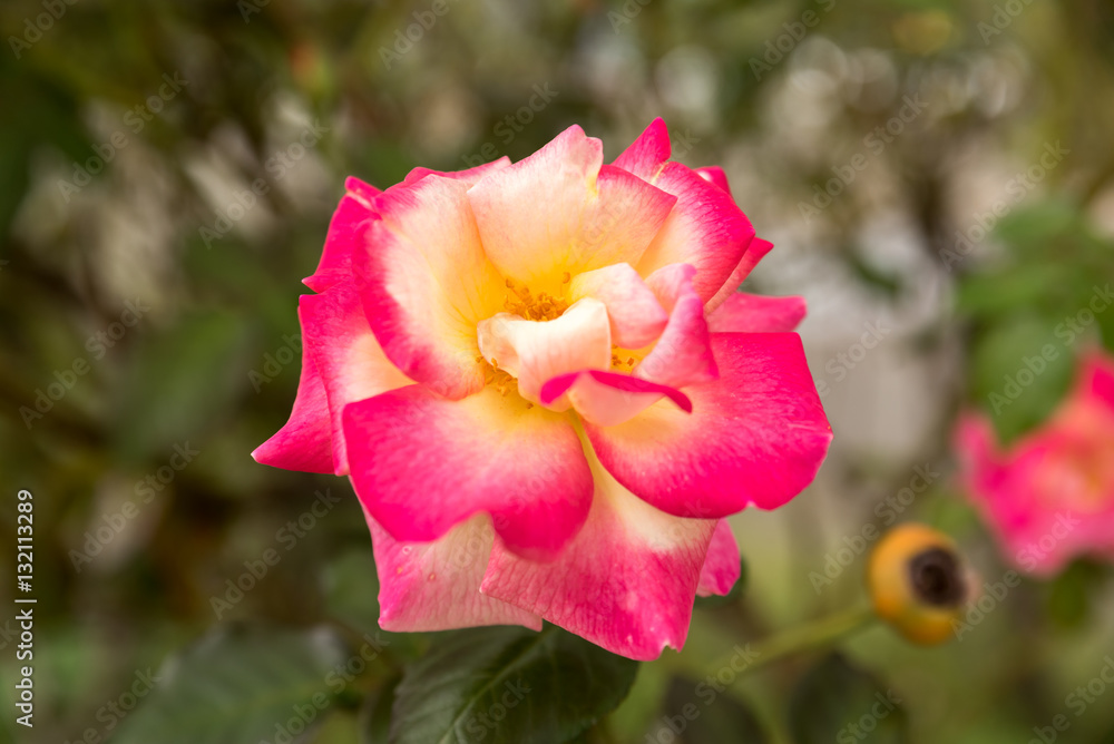 Colorful rose - pink and yellow with green background