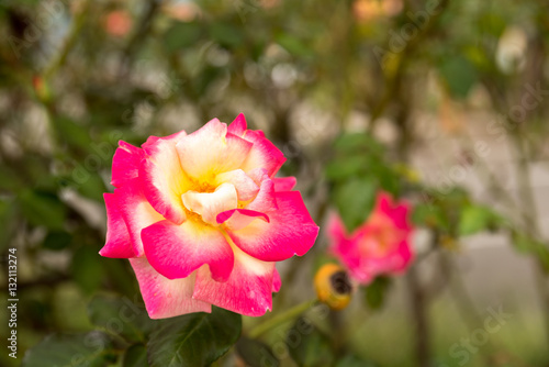 Colorful rose - pink and yellow with green background