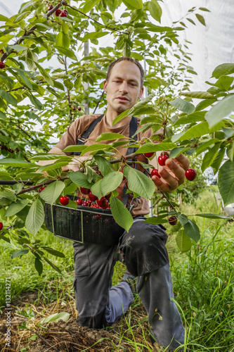Working in the cherry orchard. Farmer plucks ripe cherries.