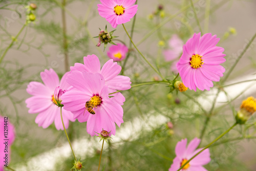 Fototapeta Naklejka Na Ścianę i Meble -  Pink Cosmos flower