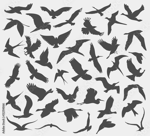 set of silhouettes of birds