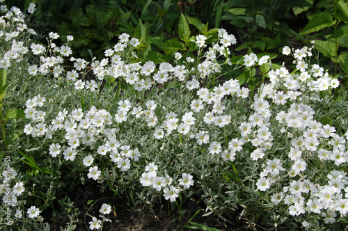 Spring flower, green, greenery. Arenaria, chickweed.