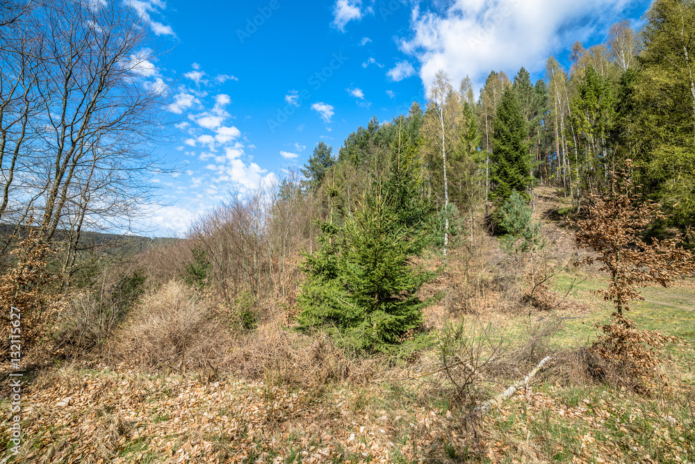 Beautiful landscape with pine forest in spring sunny day, Poland Beautiful landscape with pine forest in spring sunny day, Poland