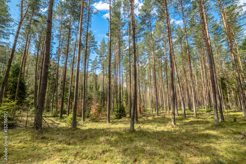 Fototapeta Naklejka Na Ścianę i Meble -  Beautiful landscape with pine forest in spring sunny day, Poland