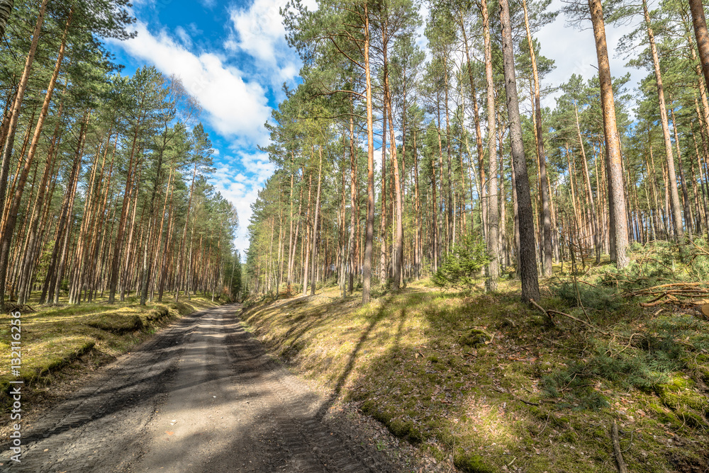 Landscape of road through pine forest in spring sunny day Landscape of road through pine forest in spring sunny day